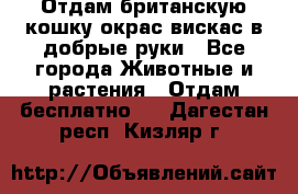 Отдам британскую кошку окрас вискас в добрые руки - Все города Животные и растения » Отдам бесплатно   . Дагестан респ.,Кизляр г.